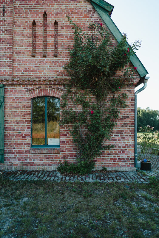 Backsteingiebel mit Kletterrose