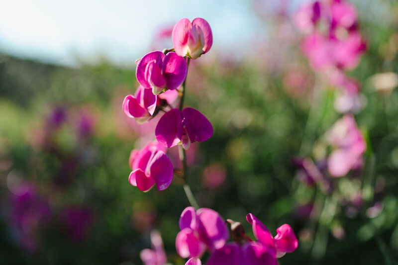 Pinke Wickenblüten